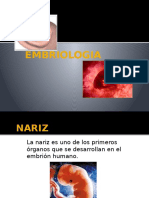Nariz, Embriologia
