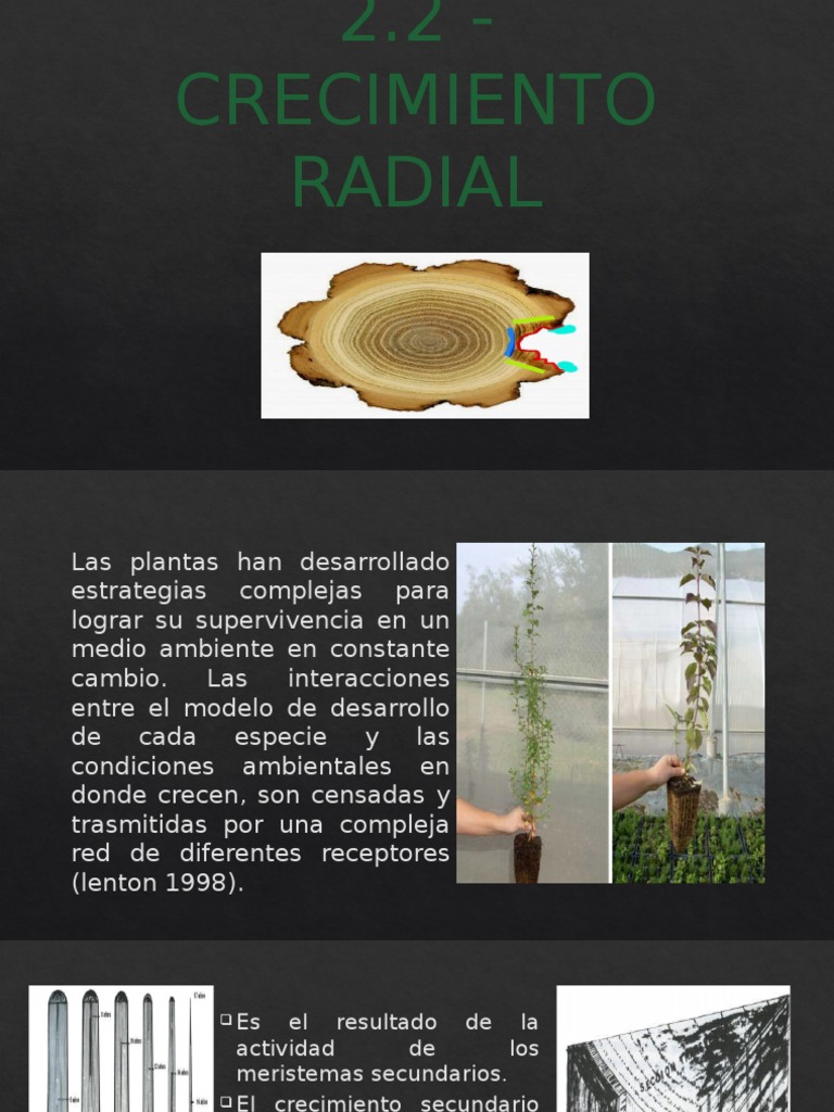 Crecimiento Radial en Plantas y Hongos | PDF | Tallo de la planta ...