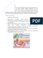 Anatomi Dan Fisiologi Pankreas