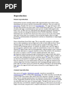 Download Reproduction of Echinoderm by Kesy Sasta Loka SN298702291 doc pdf