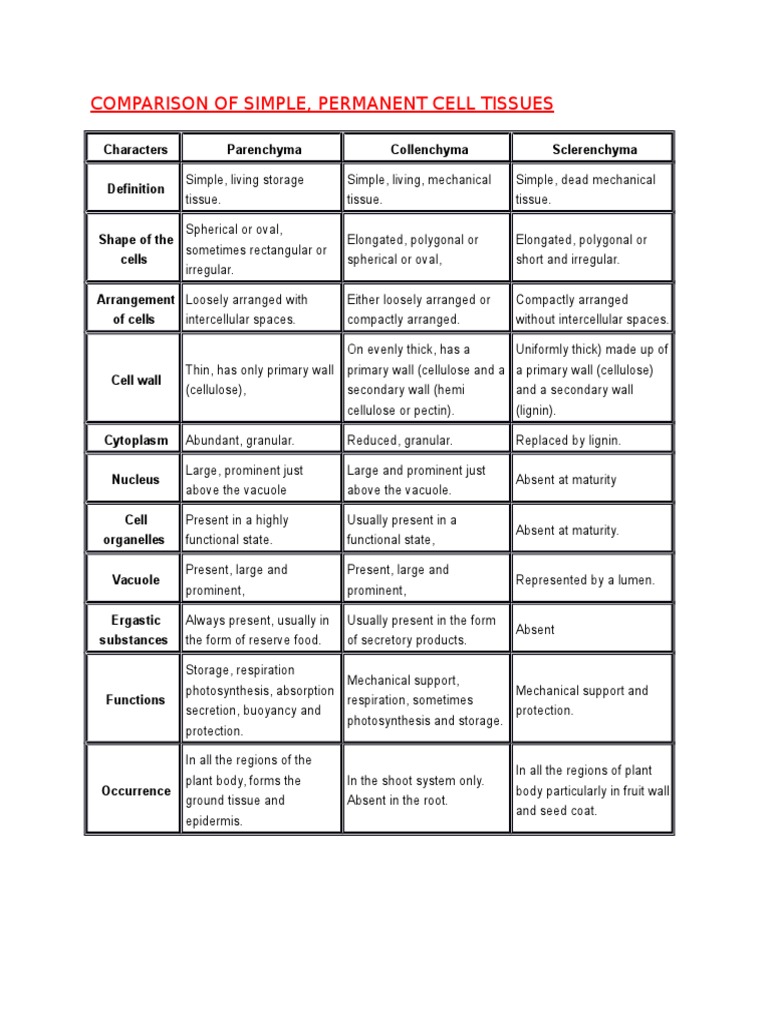 Difference Between Collenchyma And Sclerenchyma