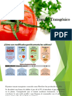 Tomate Transgenico