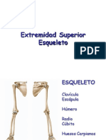 Esqueleto Extremidad Superior