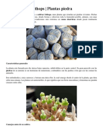 Como Plantar Lithops