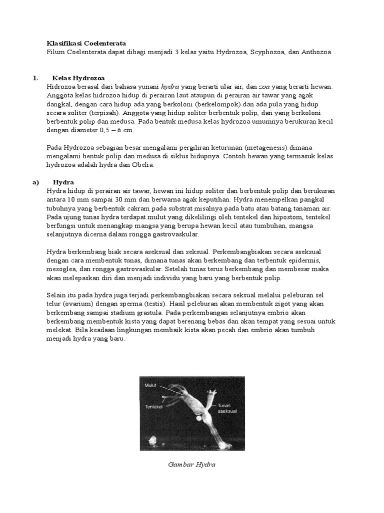 Klasifikasi Coelenterata