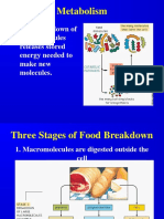 Metabolism: The Breakdown of Food Molecules Releases Stored Energy Needed To Make New Molecules