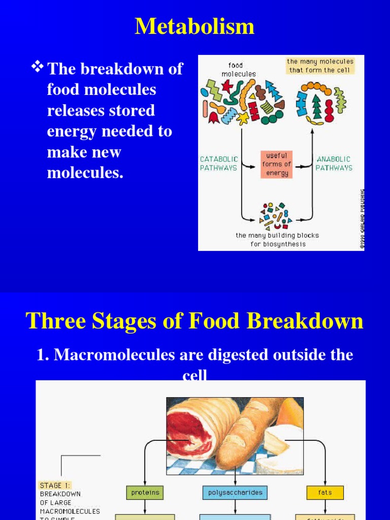 Understanding Metabolism Stages and Processes | PDF