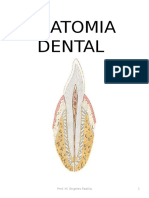 Anatomia Dental