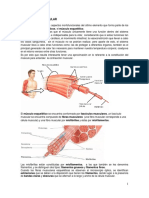 4.8 Contracción Muscular PDF