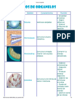 Tipos de OrganeloS