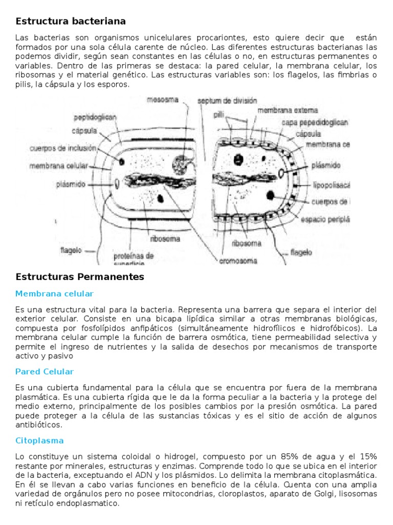 Estructura Bacterias | PDF | Las bacterias | Citoplasma