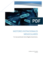 Motores Moleculares