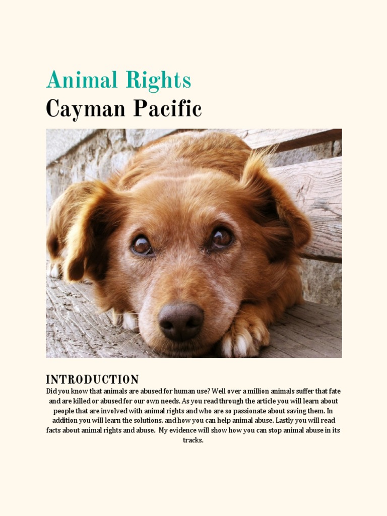 Animals should not have the same rights as humans essay picture