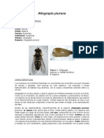 Taxonomía y Caracterización de Allograpta Piurana