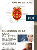 Musculos de La Cara