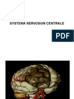 Systema Nervosum Centrale