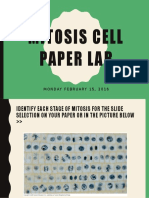 mitosis cell paper lab 2 15 16