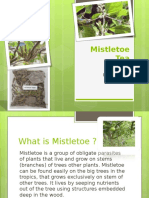 Mistletoe Tea: by Ardiansyah