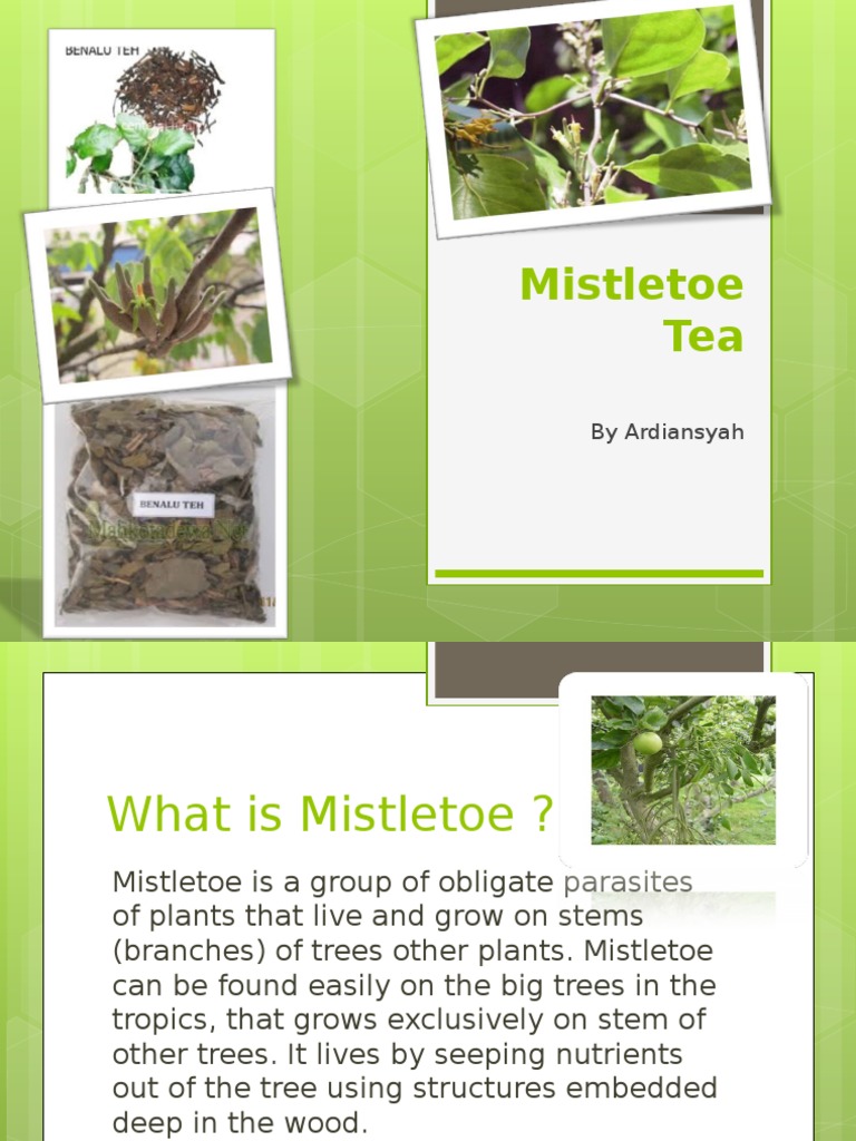 Mistletoe Tea: by Ardiansyah | PDF | Science & Mathematics