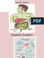 Digestic System