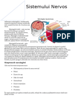 Boli Ale Sistemului Nervos