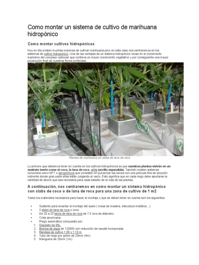 Cultivo Hidropnico De Marihuanablog Buddha Seeds