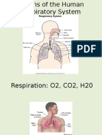 Respiratory System