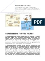 Blood Flukes Life Cycle