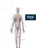 Anatomia Himana III