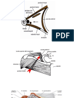 Anatomia axila.pptx