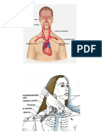 Anatomia Subclavia