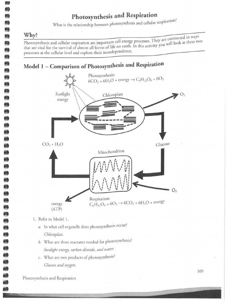 Respiration And Photosynthesis Key Biology Organisms