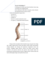 Anatomi Dan Fisiologi Vertebrae