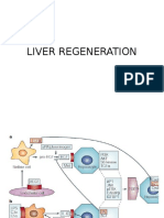 Liver Regeneration