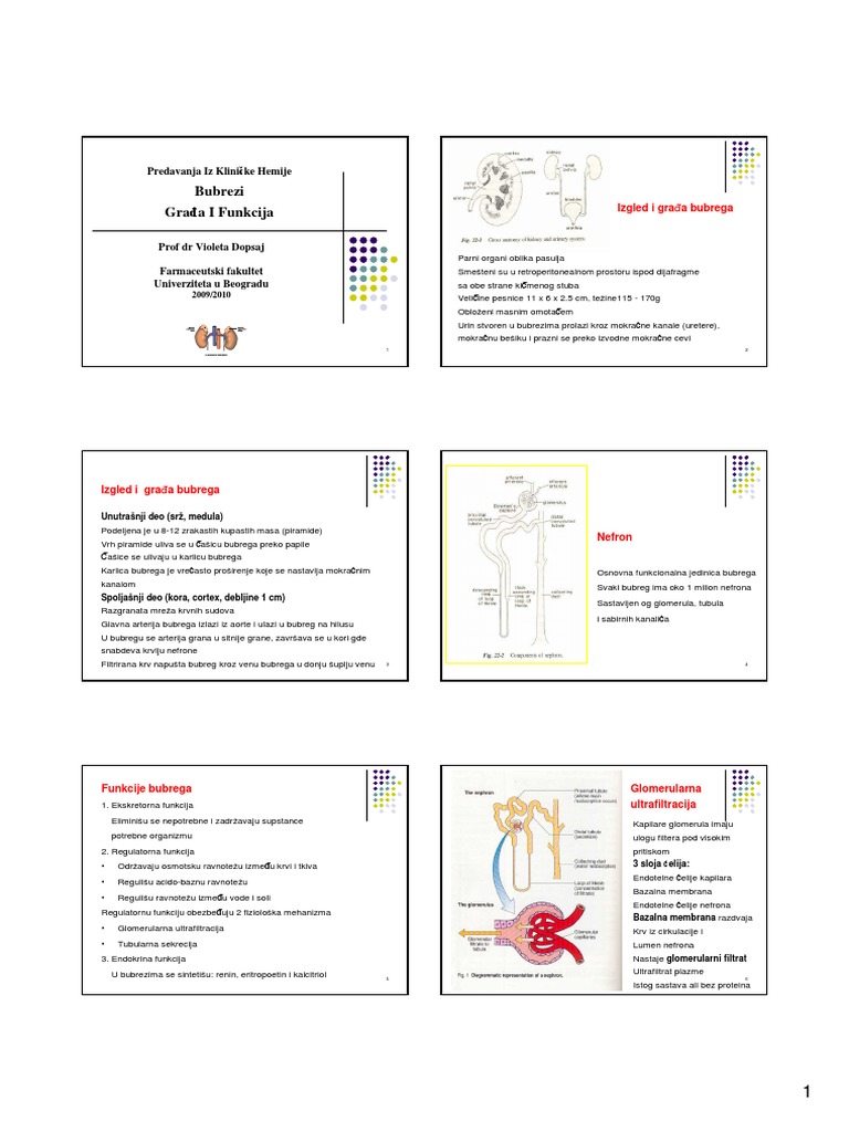 Bubrezi Gradja I Funkcija 201011 | PDF