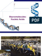 Macromolecules: Nucleic Acids: AP Biology