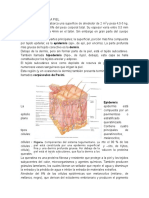 Clasificación de La Piel