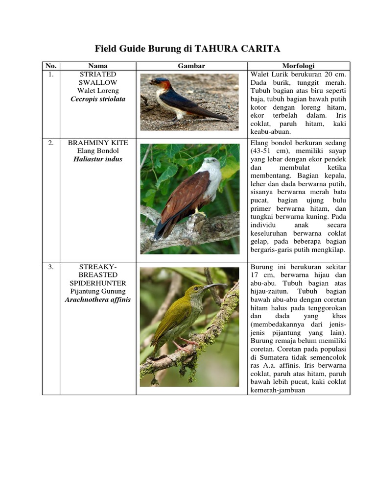 Field Guide Burung