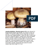 Amanita Phalloides