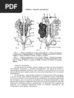 Aparato Reproductor de Los Anfibios