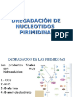 Nucleotidos