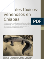 Animales Tóxicos Venenosos en Chiapas