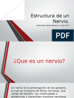 Estructura de Un Nervio