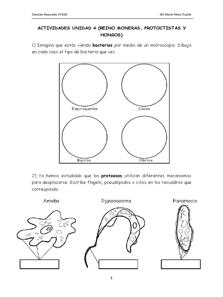 Actividad Moneras Protoctistas y Hongos | PDF | Algas | Espora