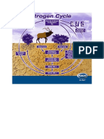 Nitrogen Cycle