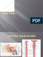 URETRA