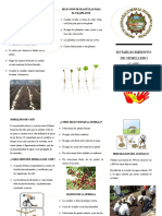 Triptico Semilleroo PDF