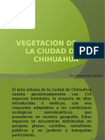 Vegetación de Chihuahua