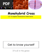 Monohybrid Cross