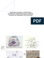 Laminario de Morfologia I